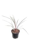 Keulenlilie - Cordyline australis Can Can - Topf Ø 19 cm [8619]