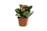 Kalanchoë Perfecta Rot - Flammendes Käthchen - Blühende Zimmerpflanze im Kulturtopf - Höhe +/- 10cm inklusive Topf - 7cm Durchmesser (Topf) - mit Rote B