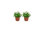 Peperomia Pixie - Zwergpfeffer - Zimmerpflanze im Kulturtopf - Höhe +/- 20cm inklusive Topf - 12cm Durchmesser (Topf) - Pflegeleicht Echte Pflanze Lufreinigend - 2 Stück
