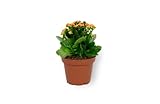 Kalanchoë Perfecta Orange - Flammendes Käthchen - Blühende Zimmerpflanze im Kulturtopf - Höhe +/- 10cm inklusive Topf - 7cm Durchmesser (Topf) - mit Orange B