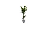 Dracaena Hawaiian - Drachenbaum - Große Zimmerpflanze im Kulturtopf - Höhe +/- 80cm inklusive Topf - 19cm Durchmesser (Topf) - Pflegeleicht E