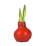 1x Echte Amaryllis gewachst/wax HELL ROT Amaryllis Hippeastrum Blumenzwiebeln lange haltbar, pflegeleichte Zimmerpflanze mit großer Blüte, tolle Tischdeko Weihnachten - Geschenkidee!