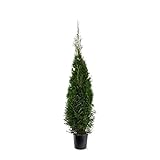 Thuja occidentalis Smaragd ca. 100 cm SMARAGD LEBENSBAUM Heckenpflanze - dichter W