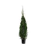 Thuja occidentalis Smaragd ca. 100 cm SMARAGD LEBENSBAUM Heckenpflanze - dichter W