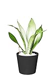 EVRGREEN | Zimmerpflanze Bogenhanf in Hydrokultur mit schwarzem Topf als Set | Schwiegermutterzunge | Sansevieria trifasciata M