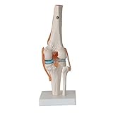 Kniegelenkmodell lebensgroßes menschliches Funktionelles anatomisches Kniegelenkmodell für die Skelettanatomiestudie Lehren Sie mit einem Ligamentmodell, das Sich bewegen k