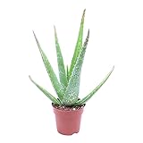 Aloe Vera Pflanze | Echte Aloe | Sukkulenten Heilpflanze | Deko Pflanzen | Zimmerpflanze | Höhe 25-30cm | Topf -Ø 10,5