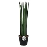 Sansevieria Cylindrica Straight ca. 50 cm Bogenhanf Schwiegermutterzunge bessere R