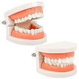 2Pcs Zahnmodell Kinder Gebiss Modell Zahnpflege Modell Demonstration Tool Zähne Modell S