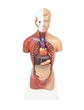 28 cm menschliches Unisex-Torso-Anatomiemodell - 15 T