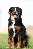 Berner Sennenhund Hunde Zucht Buch, Notizbuch für Hundezüchter: Hundezucht Planer mit über 100 Seiten, alle Rüden, Hündinnen, Welpen und Kreuzungen im ... für alle Hundeliebhaber und Hundeb