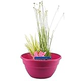 Terrassenteich in Fuchsiafarbenem Mischkorb - pro Stück - Teichpflanze im Gärtnertopf - ⌀ 40 cm - 25-35