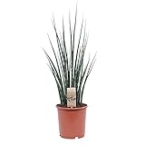 Sansevieria 'Fernwood Mikado' | Bogenhanf | Zimmerpflanzen echt | Höhe 35-45 cm | Topfgröße Ø 12