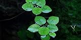 Südamerikanischer Froschbiss - Limnobium laevigatum - Tropica InV