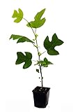 Seedeo® Tulpenbaum Liriodendron tulipifera Pflanze 2,5 J