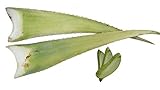 2 x Bestes Bio Aloe Vera Barbadensis Blätter, H