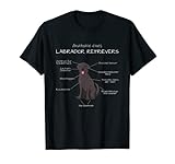 Anatomie eines Labrador Retrievers Hund Labrador Retriever T-S