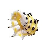 YUYLILI Natürliche Conch Shell Exemplar Kollektion Schnecke Muscheln Meereszubehör für Home Craft Decoration Für Strandparty. DIY. Handwerkervase Füllstoffe M
