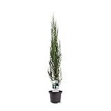 Blauer Zypressen-Wacholder Raketenwacholder Juniperus scopulorum 'Blue Arrow' 120-140cm W