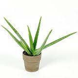 Aloe vera Pflanze | Zimmerpflanze inkl Ziertopf Grau | Sukkulenten Heilpflanze | Zimmerpflanze echt | Höhe 40-50 cm | Pflanze mit Topf Ø 13