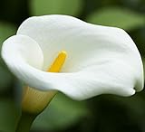 Calla zwiebeln winterhart,Calla Zwiebeln,Gartenblumen,Hochzeitsblumen häufig verwendet,Seltene Pflanzen-6 Zwieb