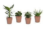 Set 4er Zimmerpflanzen - Aloe Vera, Coffea Arabica, Peperomia Green Gold & Strelitzia - Zimmerpflanzen im kupferfarbenen Topf - Höhe +/- 25cm inklusive Topf - 12cm Durchmesser (Topf) - Luftreinig