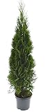 Heckenpaket Thuja occ. 'Smaragd', 80-100 cm, im 10-l-Container (C10, Ø 28cm), 18 Stück