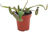 Fangblatt - Nepenthes albomarginata - Tiefland Kannenpflanze im Ø 9 cm Topf - ex