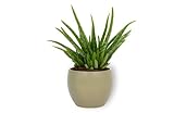 Aloe Vera Clumb - Echte Aloe Vera Pflanze - Zimmerpflanze im grünen Übertopf - Höhe +/- 25cm inklusive Topf - 12cm Durchmesser (Topf) - Pflegeleichte Luftreinigung