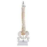 Modell der menschlichen Wirbelsäule ，Flexibles Wirbelsäulenmuster mit Becken ，anatomisches Modell der Wirbelsäule der Lendenwirbelsäule nü