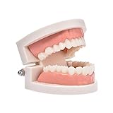 Zahnpflege Modell - Standard Zahnmodell Gebiss Zahnarzt, PVC Zahnmodell Für Kinder, Dental Lehrstudie Typodont Demonstration T