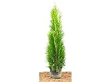 Edel Thuja Smaragd immergrüner Lebensbaum Heckenpflanze Zypresse im Topf gewachsen 60-80 cm (1 Stück)