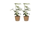 Monstera Deliciosa– Fensterblatt – Zimmerpflanze im braunem Korb– Pflegeleicht – Sehr Luftreinigend – Höhe +/- 35cm inklusive Topf – 12cm Durchmesser (Topf) - 2 Stück