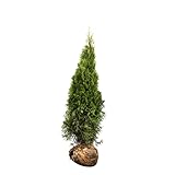 Edel Thuja Smaragd immergrüner Lebensbaum Heckenpflanze Wurzelballen 125-150 cm | 40 Stück