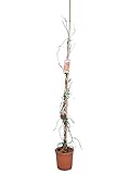 Kletterpflanze Wilder Wein Jungfernrebe - Selbstklimmer - Rote Herbstfärbung- Parthenocissus tricuspidata Veitchii - 80+ cm Topf Ø 18