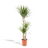 XXL Dracaena Marginata - Drachenbaum - 120 cm hoch, ø21cm - Große Zimmerpflanze - Tropische Palme - Luftreinigend - Frisch aus der G