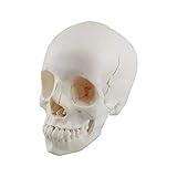 TKer Anatomisches Modell des menschlichen Schädels, Lebensgröße Menschliches Anatomie-Kopf-Skelett-Modell, Für die medizinische Ausbildung