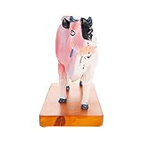 Scicalife Kuh Anatomie Modell Kuh Anatomisches Modell Tierärztliche Unterricht Modell Kuh M