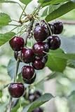 Süßkirsche Obstbaum Prunus avium 'Regina' 150-200cm im Topf gew