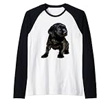 Niedlicher und niedlicher schwarzer Labrador Rag