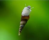 5 x Genoppte Turmdeckelschnecke - Melanoides granifera/Der lebende Bodengrundreiniger im Aquarium! + 1 x NH Schneckenfeed 10g