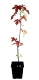 Seedeo® Amerikanischer Amberbaum (liquidambar styraciflua) Pflanze 2,5 J