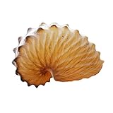 XALIUFENG 1 stück 5 cm Natürliche Conch Shell Mediterranean Terrassen Wanddekoration Sammlung Geschenke Große Krak