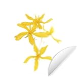 Fototapete Rund und selbstklebend - Fototapete - Rund - Die atemberaubenden gelben Farben des Johanniskrauts - Ø 50 cm - Selbstklebend - Tapete - runde Wandtapete/Wandbild/Wandbelag