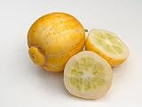 Lemon Gurke Zitronengurke Crystal Cucumber 10 S