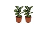 Ficus Lyrata ''Bambino'' - Kleine Geigenfeige - Exotische Zimmerpflanze im Kulturtopf - Höhe +/- 25cm inklusive Topf - 12cm Durchmesser (Topf) - Sehr Stark Pflegeleicht - 2 Stück