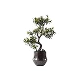 hanxiaoyishop Bonsai-Baum, Kunstpflanze, Zen-Begrüßung, Songshan, Stein, Bonsai, Ornamente, japanisches Hotel, Korridor, Gang, Veranda, Landschaft, Topfpflanzen, künstlicher B