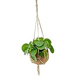 Exotenherz - Kokodama - Glückstaler im XL-Kokodama-Gefäß zum Hängen - Pilea peperomioides - ca. 17