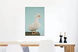 Leinwandbild - Porträt einer Entenkuh auf einem Stück Teppich - 40x60