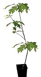 Seedeo® Sumpf-Eiche (Quercus palustris) Pflanze ca. 30 cm - 50